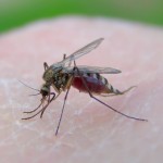 Репелленты - помогут избежать комариных укусов