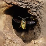 Гнездо осы в земле (фото)